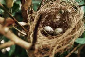 家中有鳥類築巢代表「風水好」？命理師曝實際案例：恐導致家人生病