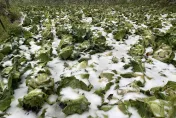影/下雪兩樣情！尖石農民10公頃高麗菜「全被雪淹掉了」　損失超過80萬