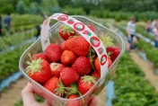 比蘋果手機重！日本推出「超級巨無霸」草莓　每顆要2.2萬台幣