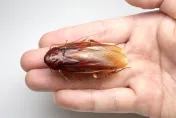 日研究員發現台灣特有種蟑螂「台灣大蠊」　身形超巨可達5.4公分
