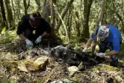 台灣黑熊Hundiv野放近2個月過世！趴臥長眠於台東原生棲地