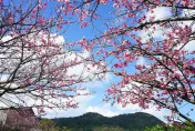 春節出遊/誰說只能去日本！北台灣「4景點」欣賞「櫻花雨」　粉紅花海沾喜氣