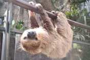 啪！樹獺摔下砸中男遊客頭　北市動物園：將加強防範措施