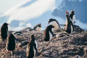 南大西洋巴布亞企鵝爆發H5N1禽流感疫情　已有超過200多隻企鵝死亡