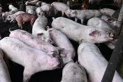農業部再擴大清查「6縣市9處肉豬場」！156件樣本「均未驗出瘦肉精」