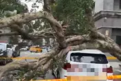 快訊/碰！北市仁愛路四段「大榕樹突倒塌」　82歲婦急送醫、BMW遭砸凹