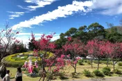 陽明山花季開跑！櫻花盛放　杜鵑、水仙、紫藤處處打卡好風景
