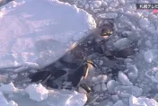 影/揪心！北海道17隻虎鯨家族被巨大浮冰圍困　掙扎呼吸畫面曝光