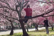 學猴子爬樹沒比較厲害！武陵農場大媽「坐樹枝拍照」可罰3千