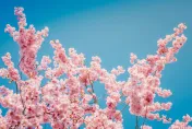 快訂機票！日本「櫻花前線」預測出爐　東京3/23、京都3/24提早開花