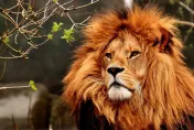 男子疑似喝茫　闖進動物園圍欄「想跟獅子自拍」當場被咬死