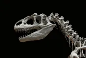 龍年「中國龍」現身　貴州發現距今2.4億年前完整恐龍化石