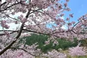 武陵櫻花季遊客少2成...國旅風氣不佳受影響　業者：近10萬人次也不錯