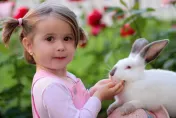 好嚇人！女嬰遭寵物兔咬斷手指　交警開道急送醫「斷指遺失」憾無法接回