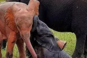 萬分之一機率！南非國家公園禁獵區　驚見色違「粉紅小象」