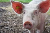 豬「這部位」髒到不能吃？　國外專家揭原因曝：2族群吃了恐生病