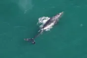 絕跡2百年…灰鯨再度現蹤大西洋！　專家嗨翻卻曝警訊