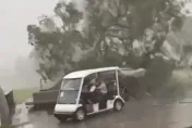 影/狂風暴雨襲淡水！高球車驚險閃過倒下的50年老樹