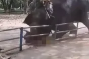 悚！孟加拉動物園大象突暴走　馴象師17歲兒遭重踩拋摔身亡