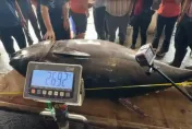 影/全國第一鮪！蘇澳「再發668號」捕獲269公斤黑鮪魚　創首次「連莊」紀錄