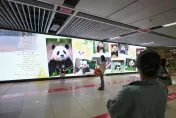 旅韓貓熊「福寶」返陸人氣不減　南韓前飼養員透露：將拍成電影