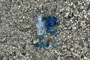 致命「藍寶石」！東海岸出現「世界第3毒」僧帽水母　遊客差點摸下去