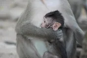 大谷翔平風潮吹進日本動物園　新生小猴以愛犬「Decoy」命名