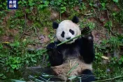 陸「貓熊外交」再啟！雲川與鑫寶將旅美10年　入住加州聖地牙哥動物園