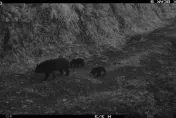 熊出沒注意！台東利嘉林道「黑熊媽媽帶2寶散步」