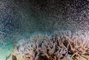 影/「粉紅潮」再現！澎湖珊瑚產卵大爆發　海底星空夢幻景象曝光