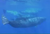 AI翻譯抹香鯨會說話　科學家：156個「尾聲」似摩斯密碼還有抑揚頓挫