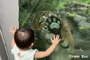 台北市立動物園「馬來虎初登場」！Shima趴玻璃與萌小孩貼貼