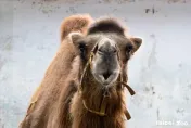 集氣！北市動物園雙峰駱駝「煙雨」命危　食慾低、腎功能受損
