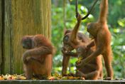 馬來西亞擬推「猩猩外交」！贈送貿易國展現生物多樣性　生態學者批「虛偽」