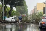 不敵豪雨轟炸！台中北區2棵路樹倒塌道路癱　公車繞道行駛
