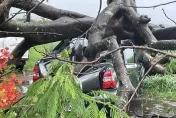 大雷雨炸不停！台南新市「超巨鳳凰木倒塌」　2車慘遭壓爛畫面曝光