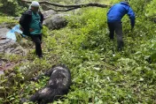南投台灣黑熊慘死瀑布旁逾3天　「左胸中彈」疑遭盜獵誤殺