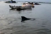 影/3米長鯨豚迷航屏東大鵬灣！　民眾合力引導出海