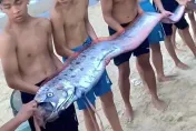 地震魚現身！4.5公尺皇帶魚漂上越南海岸死亡　居民憂將有天災降臨
