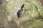 賣場買有機生菜驚見「超大黑蟲」蠕動　她苦笑：也太有機