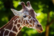 超驚險！2歲女童逛動物園遭長頸鹿咬住上衣險叼走　母親機警緊抱阻止