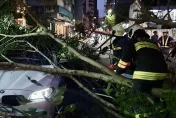 快訊/影片曝光！北市大安區四維路路樹突倒塌　行進中BMW遭砸中3人受困