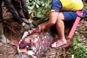 影/真實版《血蘭花》驚悚重現！印尼巨蟒活吞女子「蛇身撐出人形」夫悲認屍