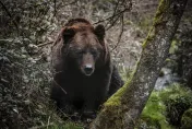 野熊入室殺死71歲老婦還啃食遺體　成加州首起熊襲人致死案件