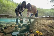 雪霸公園櫻花鉤吻鮭復育有成　人工背「15公斤魚卵」再挑戰高海拔