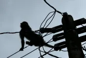 影/獼猴不知死活！潮州驚見「攀電線過馬路」　居民：只擔心鬧到停電
