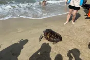 今天是世界海龜日！澎湖野放13隻保育海龜「回家啦」