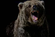 影/俄國巨熊爬上拋錨車　受困3人嚇傻「按喇叭」脫險