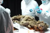 重大發現！俄羅斯永凍土挖出「保存完好」狼屍　解剖證實「冰封4.4萬年」