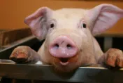 荷包要縮水了！豬熱到「食不下嚥」供應量減少　價格最高每公斤飆破百